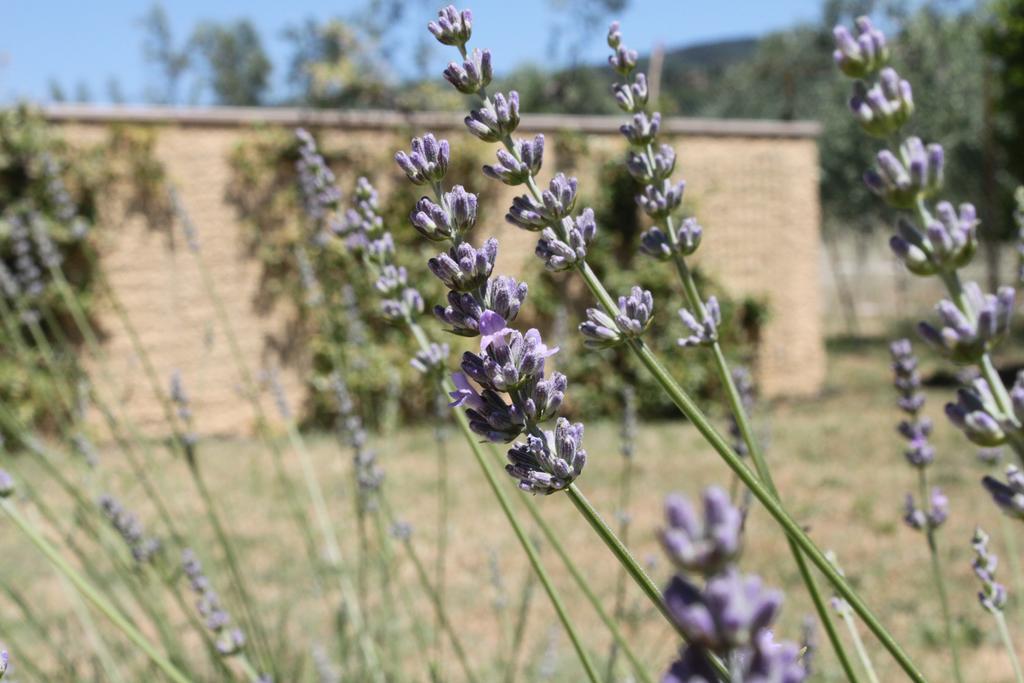 Il Piratello - Agriturismo Baldeschi Tuoro sul Trasimeno Bagian luar foto